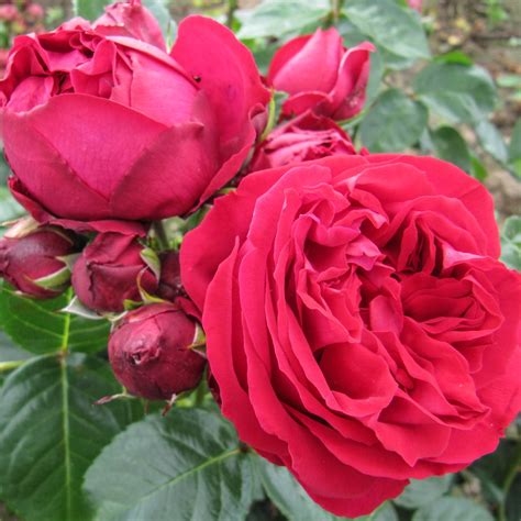 Red Eden Rose Fragrant Red Climbing Rose The Fragrant Rose Company
