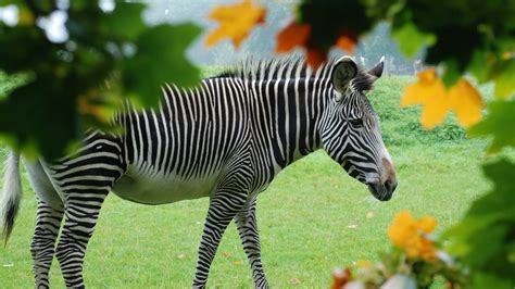 They have a wide range in east and southern africa. Zebras | Zoological Society of London (ZSL)