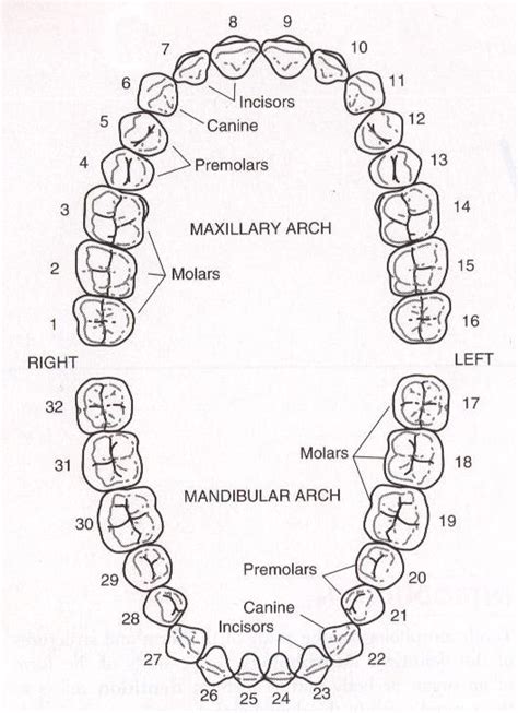Tooth Numbering Chart Dental Anatomy Dental Assistant Dental
