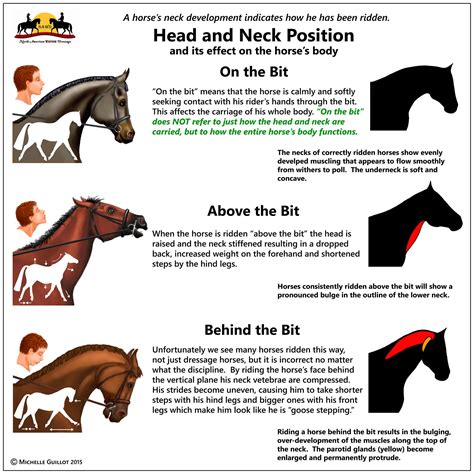 Musculature Of The Neck And Its Relation To Training North American