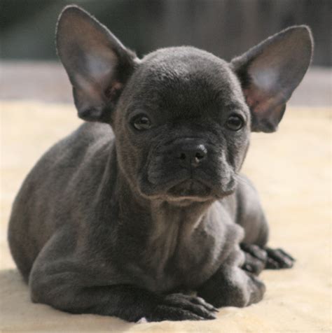 Hi, i have beautiful french bulldog puppies for sale. French Bulldog Puppies For Sale | Escondido, CA #182373