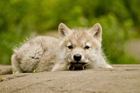 Cutest Arctic Wolf Background 1951859 Hd Wallpaper And Backgrounds