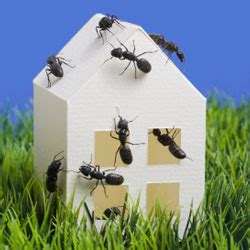For the purpose of keeping bugs out, they work just the same. How to Keep Your Home Bug-free in the Summer | HowStuffWorks