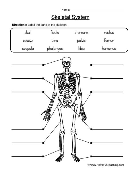 Skeletal System Worksheet 2