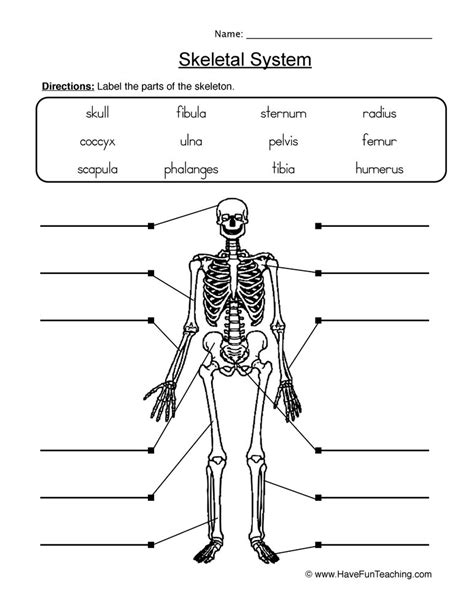 It provides a basic framework in form of skeleton on which everything is else is laid on and bone marrow contains reticuloendothelial cells which are phagocytic in nature and take part in the immune response of the body. Label Skeletal System Worksheet | Have Fun Teaching