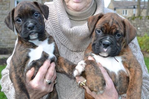 Browse thru our id verified puppy for sale listings to find your perfect puppy in your area. Gorgeous Boxer Puppies (FOR SALE) (KC REG) | Bishop ...