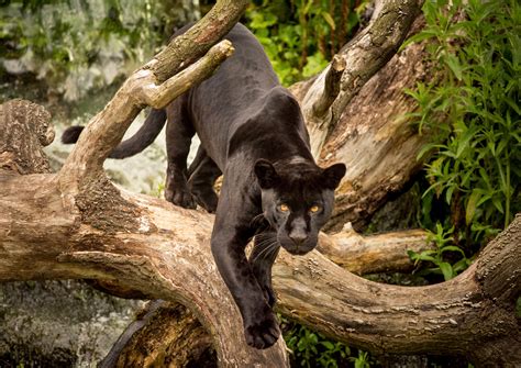 Meet The Americas Black Big Cat Six Facts About Black Jaguars Wwfca
