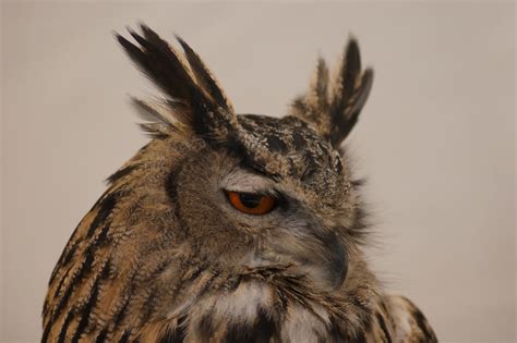 Eagle Owl Face Shot 2 By Bluefirevixon On Deviantart