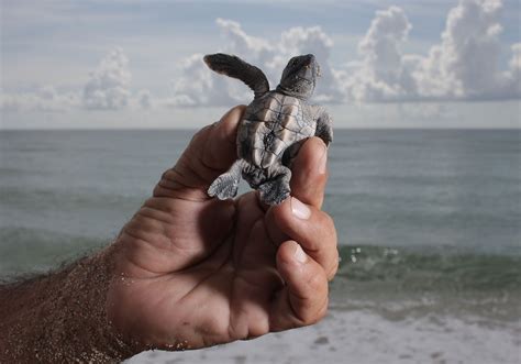 Threatened Loggerhead Sea Turtle Nests Vandalized On 4th Of July