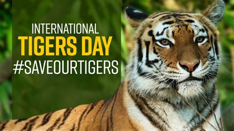 International Tiger Day 2021 Pm Modi Tweets Everything You Need To