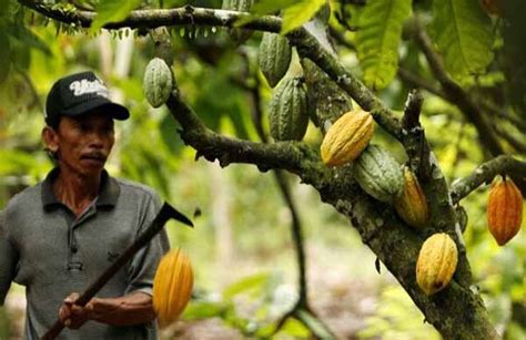 When Cacao Farmers Decide To Start Making Chocolate The Chocolate Journalist