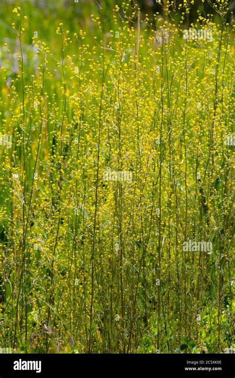 Invasive Mustard Plants California Hi Res Stock Photography And Images
