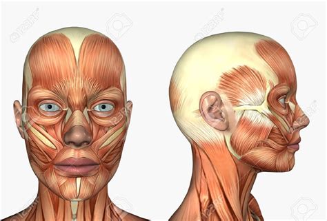 3d Render Depicting Human Anatomy Muscles Female Head Stock Photo