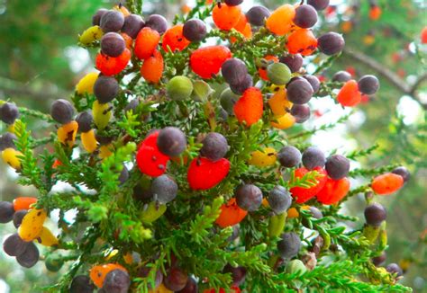 An Easy Guide To Growing A Grafted Multi Fruit Tree