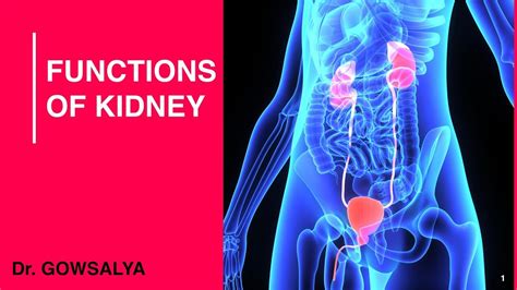 Functions Of Kidney Renal Physiology General Medicine Youtube