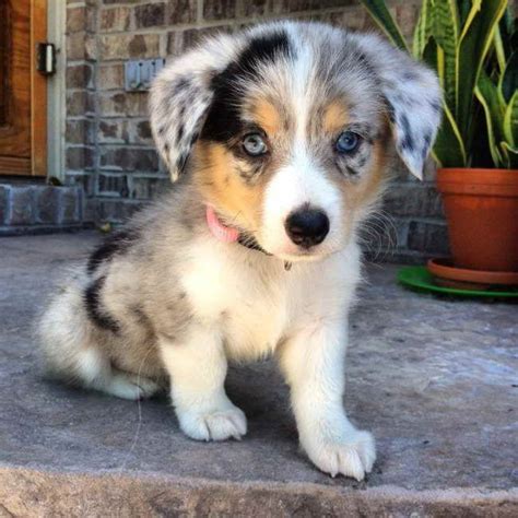 Why buy an australian shepherd puppy for sale if you can adopt and save a life? Australian Shepherd Corgi Mix Puppies For Sale | PETSIDI