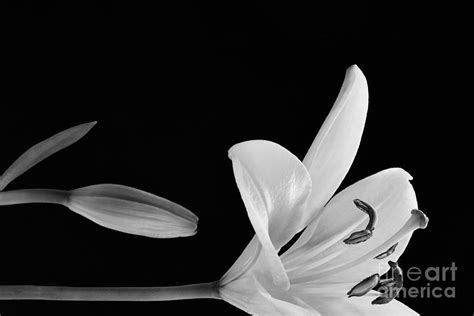 Exquisitely Lily Photograph By Brenda Lawlor Fine Art America