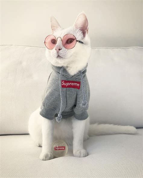 Supreme Kitty Gatos Bonitos