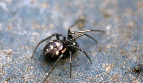 Black Widow Spider Facts Bite And Habitat Information