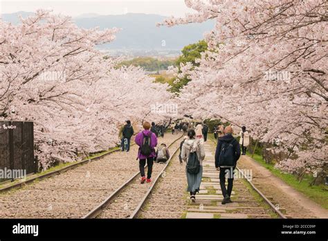 Cherry Blossoms Along The Site Of Keage Incline In Kyoto Japan Keage