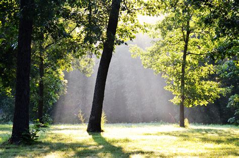Free Images Tree Nature Forest Grass Sun Fog Meadow Sunlight