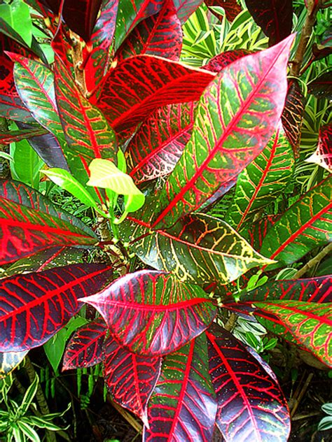 Photo Gallery The Amazing Colors And Patterns Of Tropical Foliage