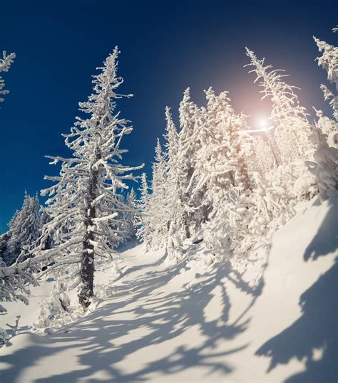 Wide Angle View Of Mountain Forest Stock Photo Image Of Bright Cold