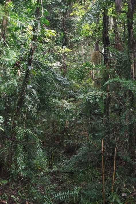 Image Of Lush Rainforest Austockphoto