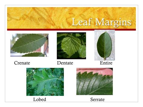 Ppt Plant Classification And Identification Powerpoint Presentation