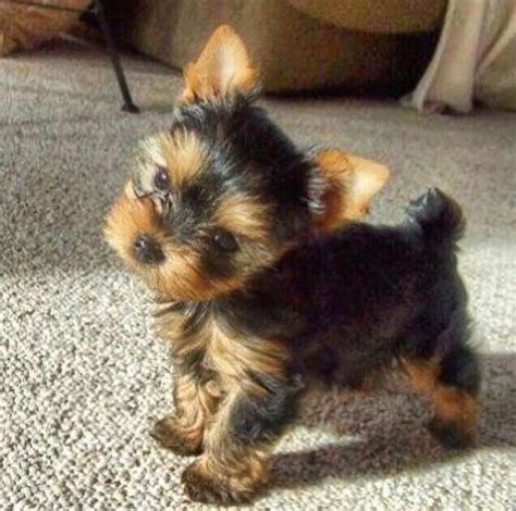 full grown yorkie google search  list   college pinterest   search