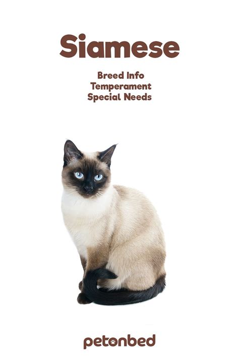 Siamese Cat Breed Facts Temperament And Care Info In 2021 Cat