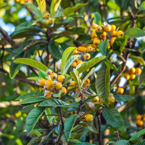 Loquat Tree Care All The Top Tips