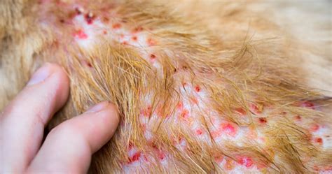 Dermatite Da Poxvirus Nel Gatto Cause Sintomi E Terapia Petsblog My