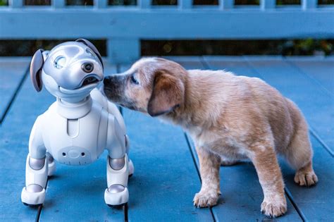 Sonys Aibo The Robot Dog Makes It To The Us