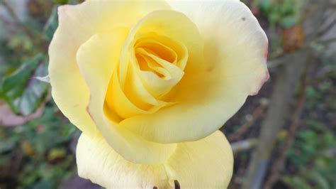 Download 1366x768 Yellow Rose Petals Bud Close Up Blurred