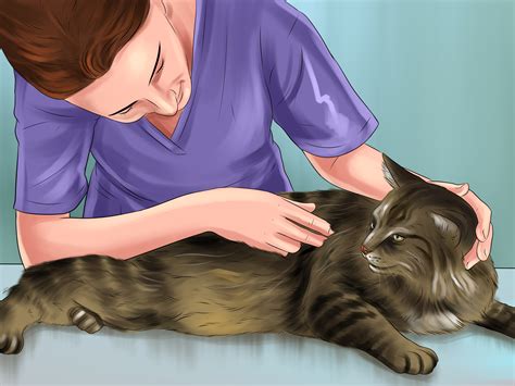 I strongly recommend a full urinalysis and veterinary consult. How to Administer Injectable Medication to a Cat: 10 Steps