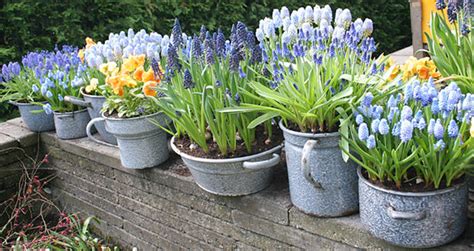 Leonard perry, horticulture professor university of vermont. Forcing Spring Bulbs - How To • The Garden Glove