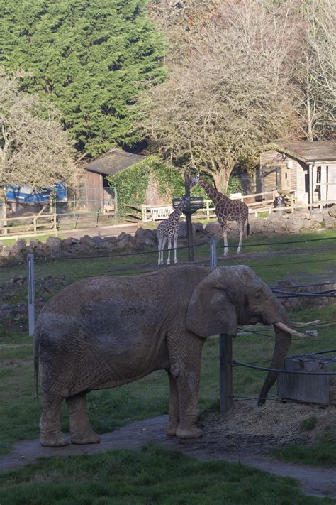 Paignton Zoo Neonbubble