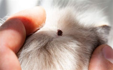 How To Remove A Tick From A Dog What Ticks Look Like On A
