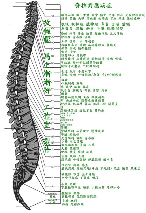 圖片搜尋： 脊椎