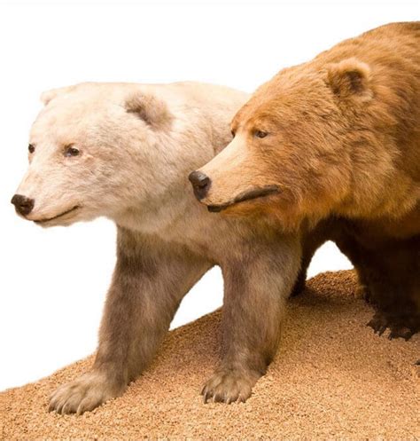 Bear Love Affair Grizzly And Polar Interbreeding Neighboring Species