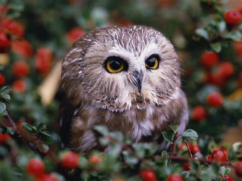 Paling Gokil 16 Wallpaper Cute Owl