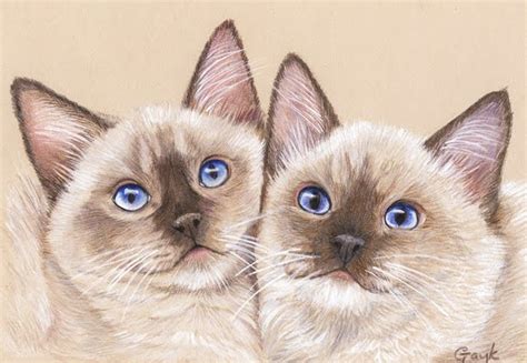 Fur In The Paint Two Ragdoll Kittens In Coloured Pencil And Acrylic
