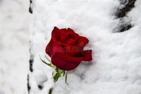 A Red Rose On The Snow Rose Lies In The White Snow Beautiful Red Rose