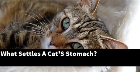 What Settles A Cats Stomach Catstopics
