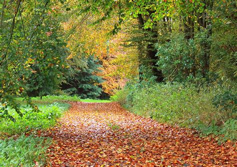 Photos Foliage Trail Autumn Nature