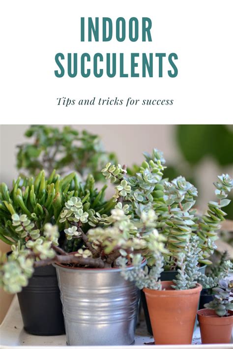 Growing Succulents Indoors Tips And Tricks You Need To Know