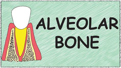 Alveolar Bone Youtube