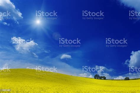 Canola Field Under Summer Sky Stock Photo Download Image Now