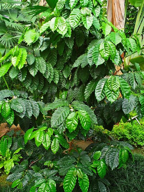 Coffea Arabica Arabian Coffee Coffee Coffee Plant North Carolina